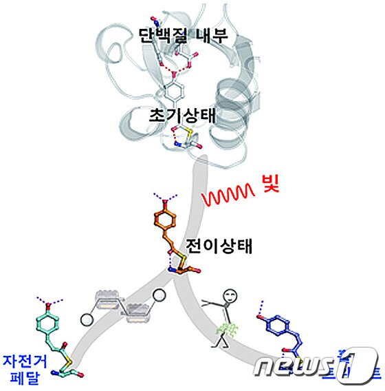 본문 이미지 - IBS 화학연구단 그룹리더팀은 이번 연구를 통해 광이성질화 반응 경로가 단일경로가 아닌, 두 종류가 경쟁적으로 존재함을 최초로 확인했다. © News1 