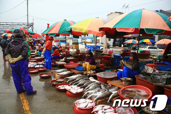 본문 이미지 - 용원항 경매장의 대구.© News1 