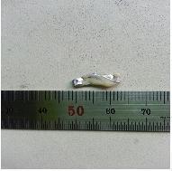 본문 이미지 - 사진제공=식약청 © News1  