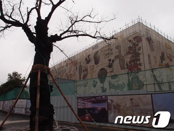 본문 이미지 - 지난 2013년 광주 5·18 민주화운동의 목격자로 불리는 옛 전남도청 앞 회화나무가 태풍 볼라벤으로 인해 고사위기에 처한 모습. &#40;뉴스1 DB&#41; 2013.3.13 뉴스1 ⓒ News1