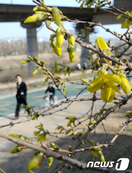 (서울=뉴스1) 손형주 기자 = 완연한 봄날씨를 보인 24일 오후 서울 청계천 하류 부근에서 핀 개나리 아래서 시민들이 산책을 하고 있다. 2013.3.24/뉴스1