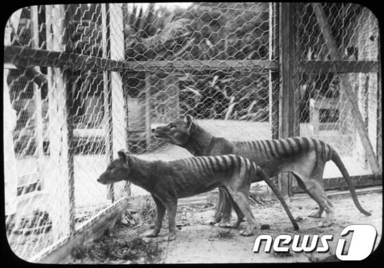 본문 이미지 - 1960년대에 멸종된 태즈매니아 타이거. ©AFP=News1 