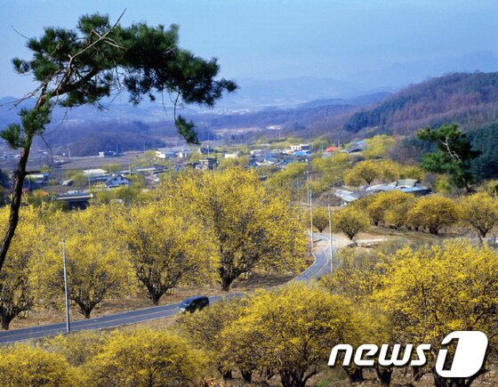 본문 이미지 - 양평군 개군산수유마을 전경. 양평군 제공 
