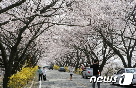 본문 이미지 - 경주시 김유신 장군 묘로 가는 도로./사진제공=경주시© News1 