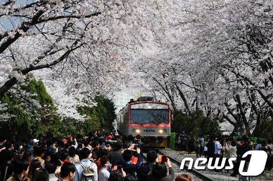 본문 이미지 - 제51회 진해군항제를 하루 앞둔 지난해 3월31일 오후 창원시 진해 경화역 기찻길에서 많은 관광객들이 활짝 핀 벚꽃을 구경하고 있다. 2013.3.31/뉴스1 © News1 