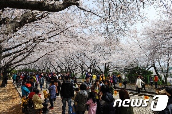 본문 이미지 - 진해군항제. /뉴스1 © News1 전혜원 기자