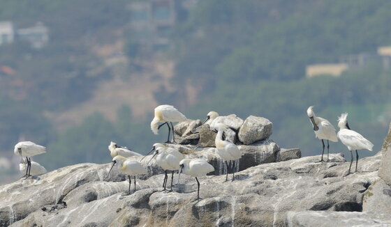 본문 이미지 - 강화남단갯벌에서 관찰된 천연기념물 저어새(한강유역환경청 제공). © News1 