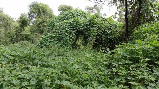 본문 이미지 - 한강 밤섬이 가시박들로 뒤덮여 있다.(한강유역환경청 제공). © News1 