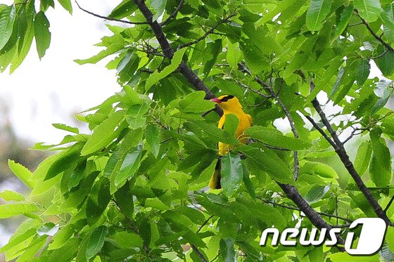 본문 이미지 - 꾀꼬리. 2013.5.16/뉴스1 © News1   최창호 기자