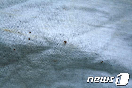 본문 이미지 - 작은소참진드기 감염 의심 환자가 16일 새벽 사망한 가운데 제주특별자치도청 보건위생과와 질병관리본부가 지난 15일 제주도 서귀포시 목장일대에서 작은소참진드기 실태 파악을 위해 채집 작업을 진행했다. (제주도 제공) 2013.5.16/뉴스1 © News1   김보영 