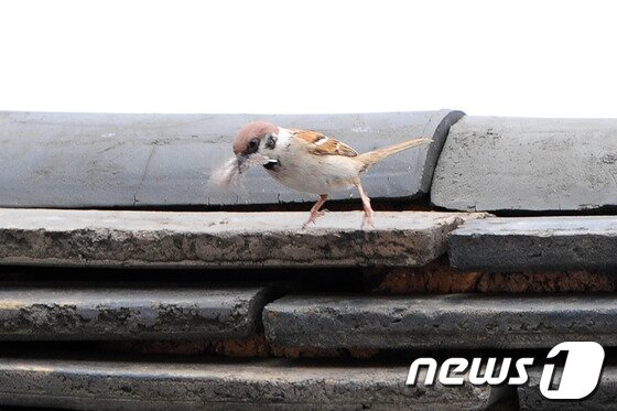 본문 이미지 - 대웅전 지붕에 둥지짓는 참새./최창호 기자© News1  