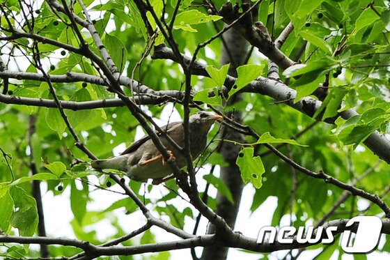 본문 이미지 - 보경사 입구 숲에 사는 찌르레기./최창호 기자© News1  