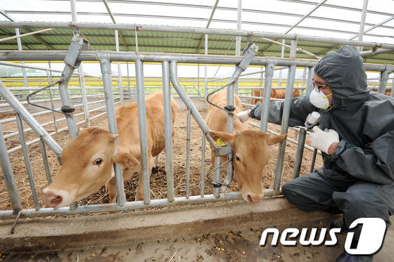 (전주=뉴스1) 김대웅 기자 = 구제역 청정화 유지를 위한 소 일제 백신 접종이 실시된 20일 전북 진안군의 한 소 사육 농장에서 수의사가 예방 접종을 실시하고 있다. 전북도는 다 …