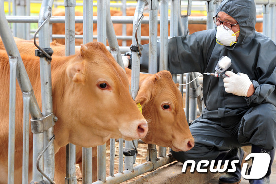 (전주=뉴스1) 김대웅 기자 = 구제역 청정화 유지를 위한 소 일제 백신 접종이 실시된 20일 전북 진안군의 한 소 사육 농장에서 수의사가 예방 접종을 실시하고 있다. 전북도는 다 …
