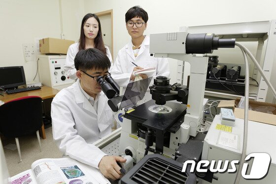 본문 이미지 - 울산대학교 생명과학부 백승훈 교수(앞쪽)가 연구원들과 함께 생명과학부 공초점 현미경실에서 쥐 췌장 조직의 인슐린 분비세포를 면역형광염색을 통해 관찰하고 있다./사진제공=울산대학교 © News1  