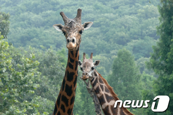 (서울=뉴스1) 김보영  = 에버랜드가 세계 최다산 기린 부부인 장순이, 장다리의 사진을 공개했다. 에버랜드는 장순이와 장다리는 1990년 이후 한 차례의 쌍둥이를 포함해 총 17 …