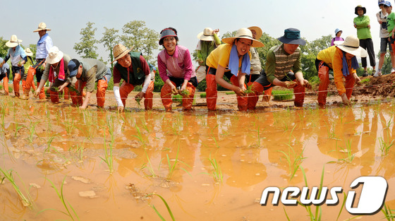 (서울=뉴스1) 박세연 기자 = 25일 오전 서울 용산구 이촌동 노들텃밭에서 열린 토종논 모내기 행사에서 참석자들이 벼모종을 심고 있다. 2013.5.25/뉴스1