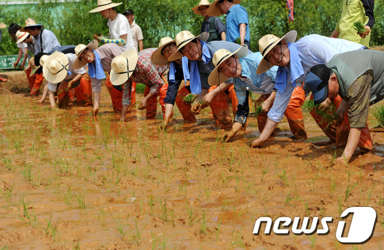 (서울=뉴스1) 박세연 기자 = 25일 오전 서울 용산구 이촌동 노들텃밭에서 열린 토종논 모내기 행사에서 참석자들이 벼모종을 심고 있다. 2013.5.25/뉴스1