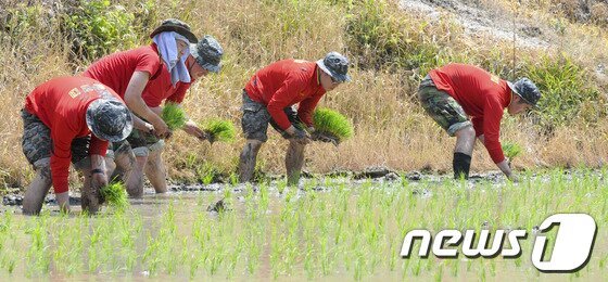 본문 이미지 - 모내기 하는 해병대원들./사진제공=해병대1사단© News1  