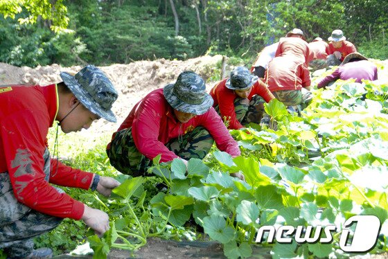 본문 이미지 - 밭 작물 수확하는 해병대원들./사진제공=해병대1사단© News1  