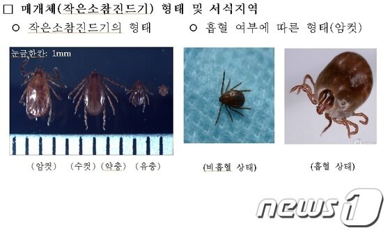 본문 이미지 - 살인진드기(작은소참진드기) 형태, 흡혈 여부에 따른 형태(암컷)/사진제공=전북 전주시보건소 © News1 이승석 기자