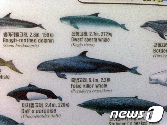 본문 이미지 - 흑범고래. © News1 