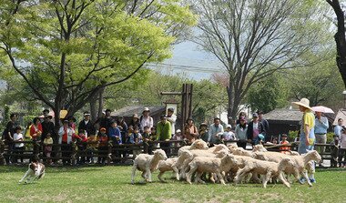 본문 이미지 - 목양견 보더콜리가 양몰이에 나서고 있다.