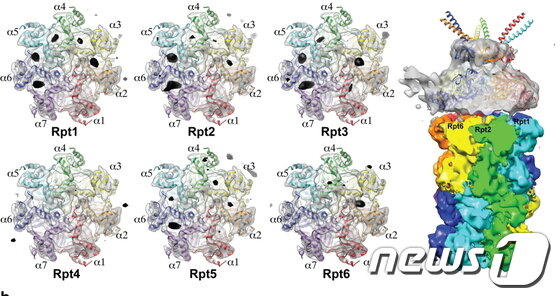 본문 이미지 - © News1 