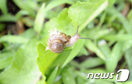 (원주=뉴스1) 김종길 기자 = 19일 오전 강원 원주시 봉화산 입구에서 장맛비에 떨어진 꽃잎을 등에 엎은 달팽이가 풀숲을 이동하고 있다. 2013.6.19/뉴스1