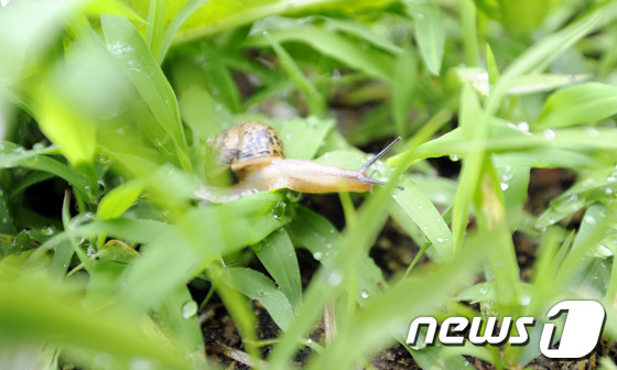 (원주=뉴스1) 김종길 기자 = 19일 오전 강원 원주시 봉화산 입구에서 달팽이가 장맛비에 젖은 풀숲을 이동하고 있다. 2013.6.19/뉴스1