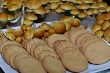 본문 이미지 - 사진제공=충북도농업기술원 © News1  