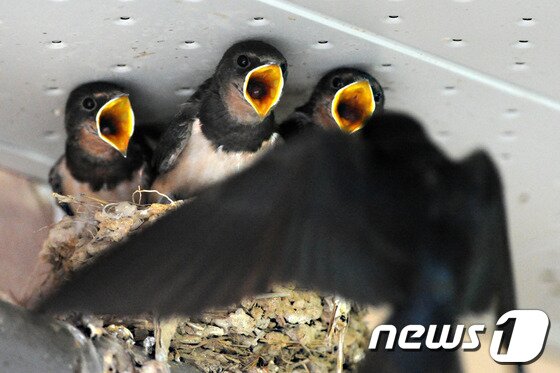 본문 이미지 - 8일 오전 경북 포항시 북구 두호종합시장 제비 둥지에는 어미새가 날아오자 새끼들이 먹이를 달라고 보채고 있다.2013.6.8/뉴스1 © News1 최창호 기자