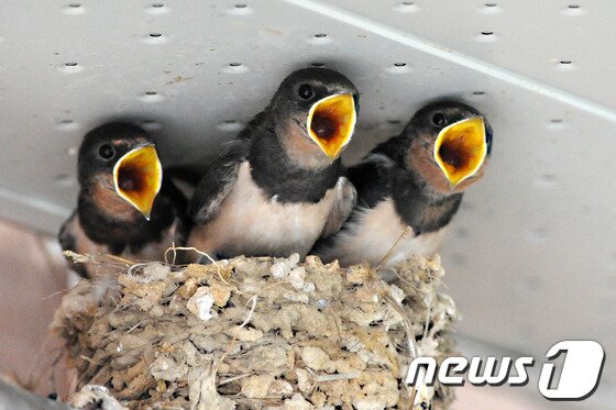 본문 이미지 - 8일 오전 경북 포항시 북구 두호종합시장에 둥지를 튼 새끼제비들이 어미새를 찾고 있다.2013.6.8/뉴스1 © News1 최창호 기자