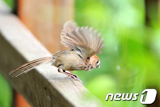 본문 이미지 - 8일 오전 경북 포항시 북구 장성동 신재지 연못 주변에는 아침 먹이를 찾는 붉은머리오목눈이가 기지개를 펴고 있다.2013.6.8/뉴스1 © News1 최창호 기자
