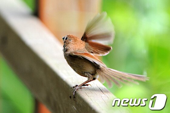 본문 이미지 - 8일 경북 포항시 북구 장성동 신재지 연못 주변에는 아침 먹이를 찾는 붉은머리오목눈이가 기지개를 펴고 있다.2013.6.8/뉴스1 © News1 최창호 기자