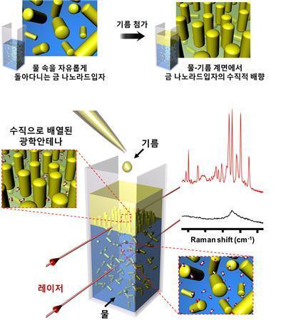 본문 이미지 - 물과 기름 경계에서의 금 나노막대기의 수직정렬과 이를 이용한 분자검출과정을 보여주는 그림./그림 제공=한국연구재단. © News1