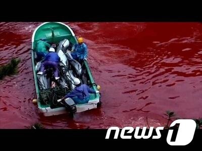 본문 이미지 - 일본 타이지마을의 돌고래 학살을 조명한 다큐멘터리 영화 '더 코브-슬픈 돌고래의 진실' 중 돌고래 피로 붉게 물든 타이지 앞바다. ⓒ News1