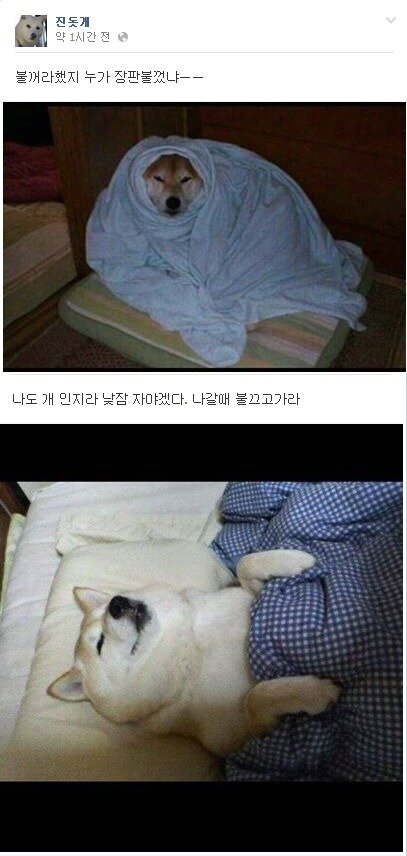 본문 이미지 - 진돗개 페이스북 페이지. © News1  