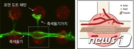 본문 이미지 - <그림>도트 패턴 바이오칩 위에서의 축색돌기 가지 성장 및 세포내부 예상 구조 =  (좌) 도트 패턴이 찍힌 바이오칩 위에 신경세포를 배양하였을 때 성장하는 축색돌기는 도트 패턴(붉은색) 위를 지나가고, 도트 위에서 축색돌기가지(녹색)가 주로 생성된다. 이 경우 생성된 축색돌기가지는 이웃한 도트 패턴으로 성장하여 축색돌기와 90도의 각도를 이루게 된다. (우) 축색돌기가지가 뻗어 나오는 도트 패턴 위에서 축색돌기의 세포막은 팽창하고, 축색돌기가지 생성에 관여하는 다양한 단백질이 모여 축색돌기가지를 만들어내기 위한 구조를 형성하는 것으로 보인다.© News1  