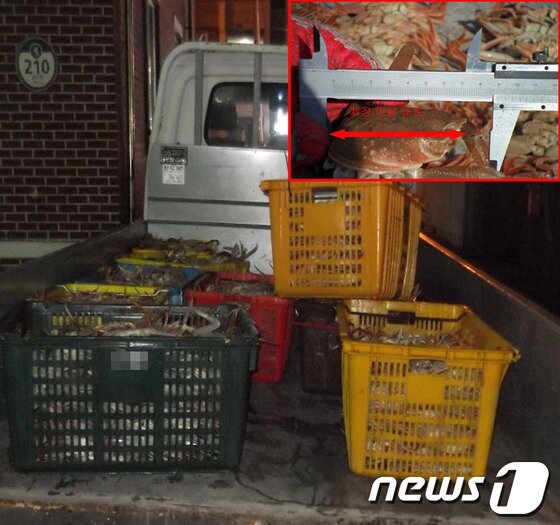 본문 이미지 - 불법으로 포획한 체장미달대게./사진제공=포항해양경찰서ⓒ News1