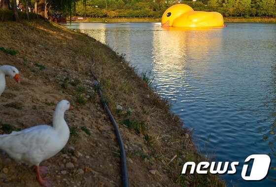 본문 이미지 - 14일 서울 송파구 석촌호수에 설치된 대형 고무 오리 '러버덕(Rubber Duck)'에 바람이 빠져 있다. 2014.10.14/뉴스1 ⓒ News1 송은석 기자