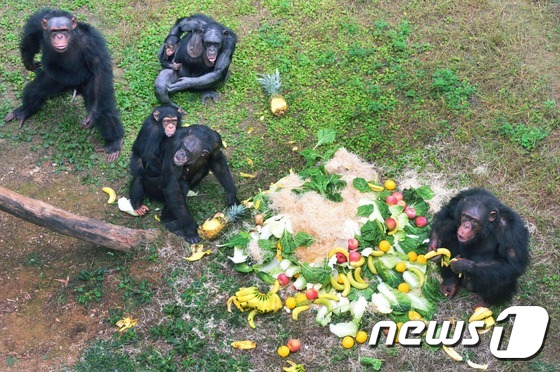 (용인=뉴스1) 조희연 기자 = 오는 4일 \'세계 동물의 날\'을 맞아 용인 에버랜드의 침팬지 가족이 제일 좋아하는 바나나와 파인애플 등 여러 과일을 특식으로 먹으며 즐거운 시간 …