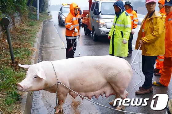 중부고속도로서 돼지 탈출 포획 소동
