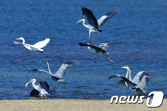(포항=뉴스1) 최창호 기자 = 3일 오후 경북 포항시 남구 연일읍 유강리 형산강 상류에서 사냥에 나선 왜가리들이 백로가 다가오자 힘을 합쳐 몰아내고 있다.2014.10.3/뉴스1 …