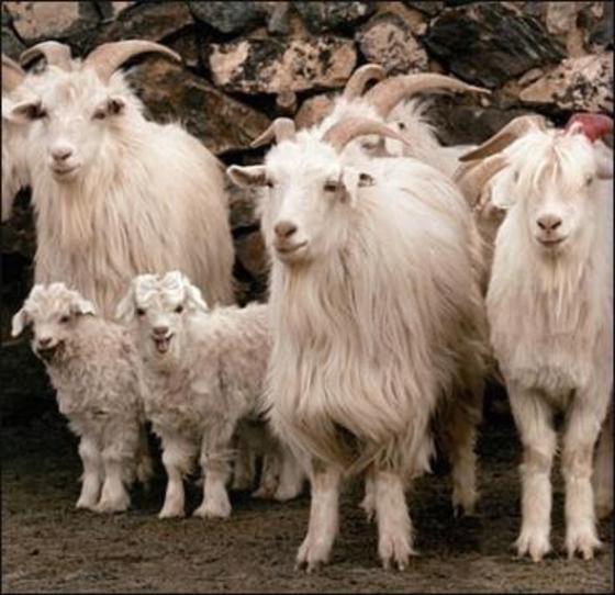 본문 이미지 - 캐시미어는 양의 털을 사용한다. ⓒ News1 DB