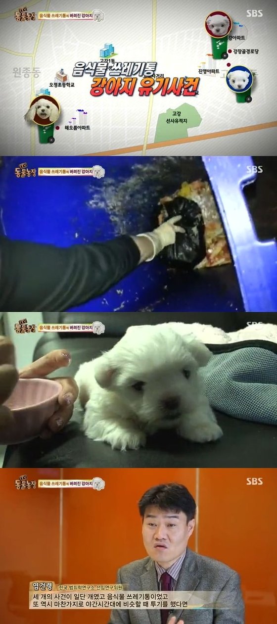 본문 이미지 - &acute;동물농장&acute;에 음식물 쓰레기통에서 발견된 유기견들의 사연이 공개됐다. ⓒ SBS &acute;TV 동물농장&acute; 방송 캡처