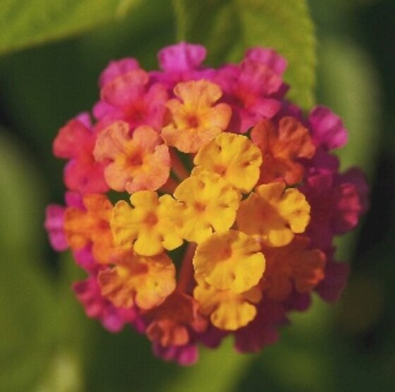 본문 이미지 - 란타나 꽃이 누리꾼들의 눈길을 끌고 있다. ⓒ News1 DB 