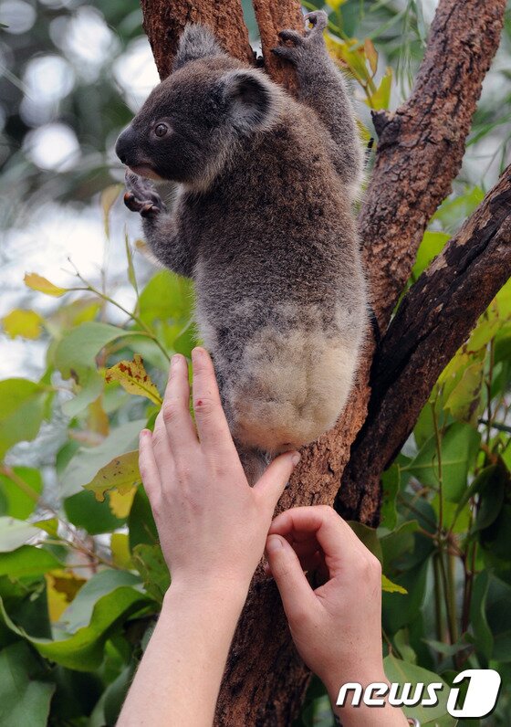 본문 이미지 - 호주 코알라 급감 소식이 전해졌다. ⓒ AFP=News1