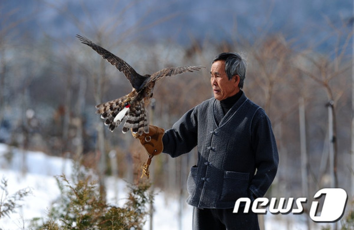 매 사냥 기능보유자인 박정오 응사(지방무형문화재 제 20호 보유자)가 전북 진안군 백암리 야산에서 매사냥을 시연하고 있다./뉴스1 © News1