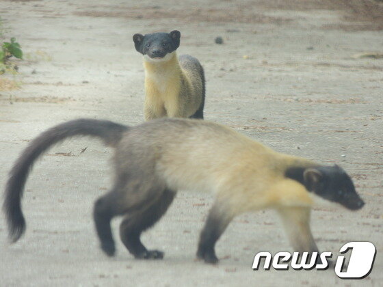 본문 이미지 - 지난 6월29일 우포 목포제방에서 포착된 담비. <환경감시원 성병천씨 제공>ⓒ News1